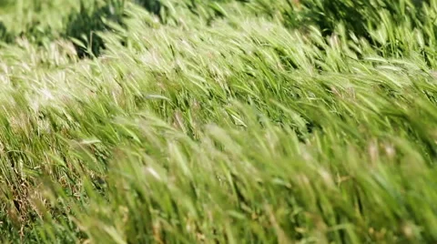 Wild plants on wind Stock Footage 40370215