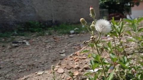 Wild plants in the wind Stock Footage 137212168