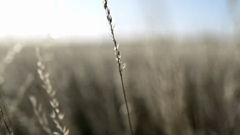 Wild plants in the wind - shallow depth of field slow motion Stock Footage 95937900