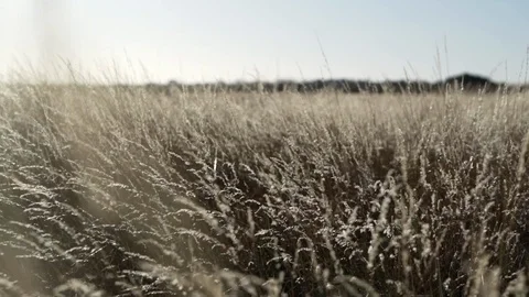 Wild plants in the wind slow motion shot Stock Footage 95937890