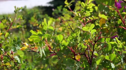 Wild plants, windy in the park Vídeo Stock 65500784