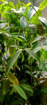"The wild plants in the yard" Foto stock