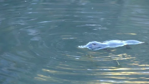 Wild Platypus swimming on the surface before diving Stock Footage 111903564