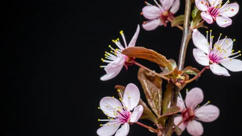 Wild plum blossom time lapse on black Stock Footage 194751113