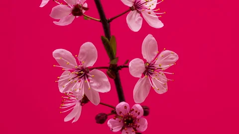 Wild plum blossom time lapse Stock Footage 194751429