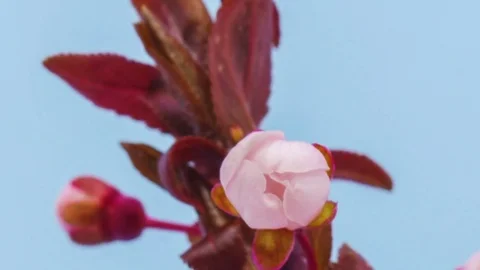 Wild plum flower blooming time lapse Stock Footage
