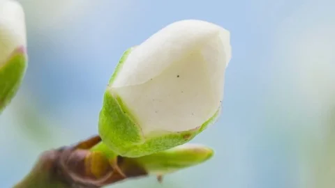 Wild plum flower blooming time lapse Stock Footage 74400971