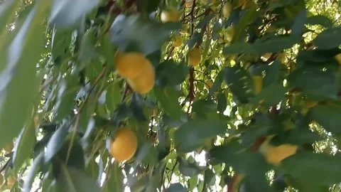 Wild plum Stock Footage 313420793