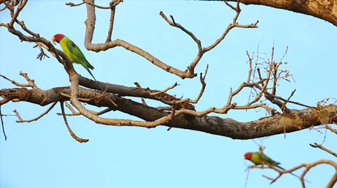 WILD Plum-headed Parakeets in a tree in Ranthambore, India. Stock Footage 37519740