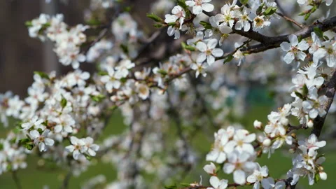 Wild plum tree blooming branches. Close-up shot of springtime plum tree bloss Video stock 152258468
