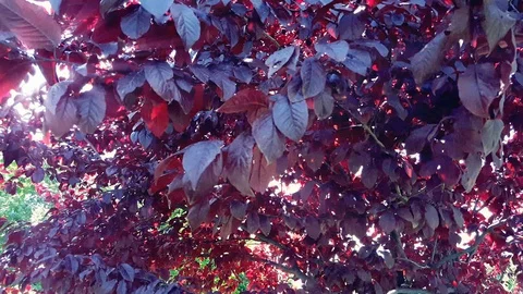 Wild plum tree branches swinging in the wind with sun rays shining through the Stock Footage 121526664