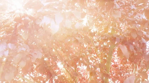 Wild plum tree branches swinging in the wind with sun rays shining through the Stock Footage 121526940