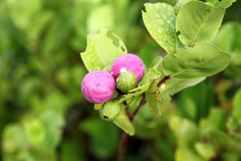 Wild plums in Seychelles Stock Photos