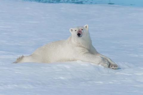 Wild polar bear lying on the pack ice north of Spitsbergen Island, Svalbard Stock Photos