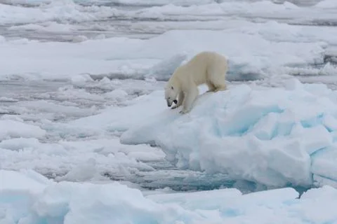 Wild polar bear on pack ice in Arctic sea Stock Photos