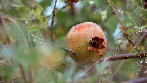 Wild Pomegranate On A Tree After The Rain Stock Footage 98829127