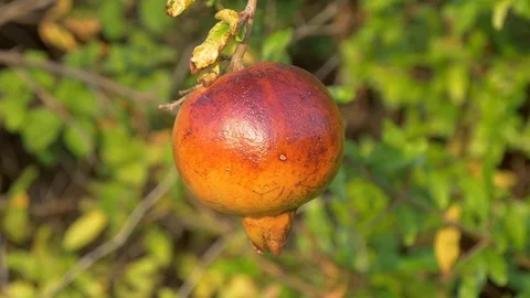 Wild Pomegranate On A Tree Stock Footage 98981586