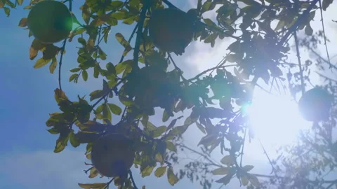 A wild pomegranate tree grows on a deserted valley at the foot of the mountains  動画素材 104074922