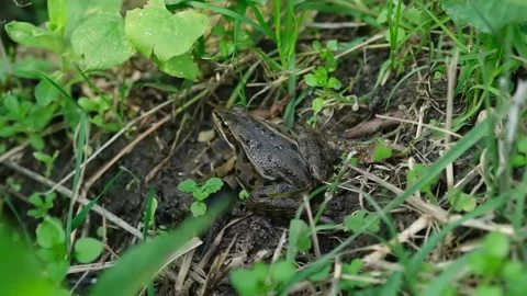 Wild pond frog slow motion view while jumping away,amphibian animals Stock Footage 147997877