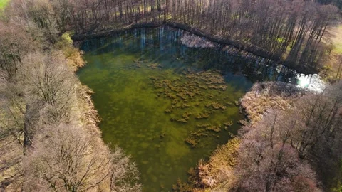 Wild pond in the middle of the forest bird's eye view Stock Footage 304362000
