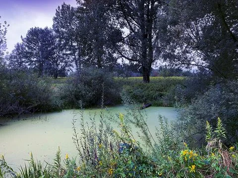 Wild pond Stock Photos