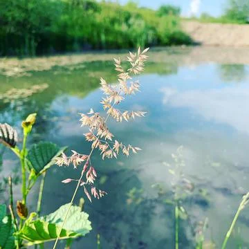 Wild pond Stock Photos