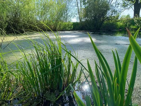Wild pond Stock Photos