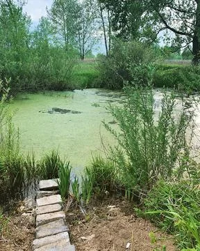Wild pond Stock Photos