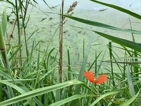 Wild pond Foto stock