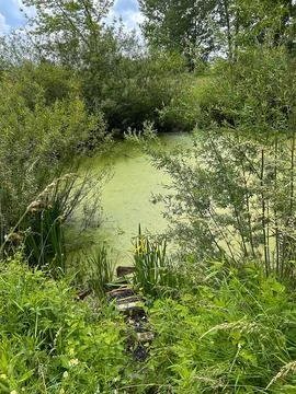 Wild pond Stock Photos