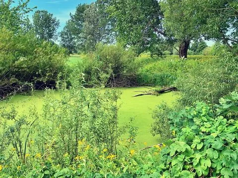 Wild pond Stock Photos