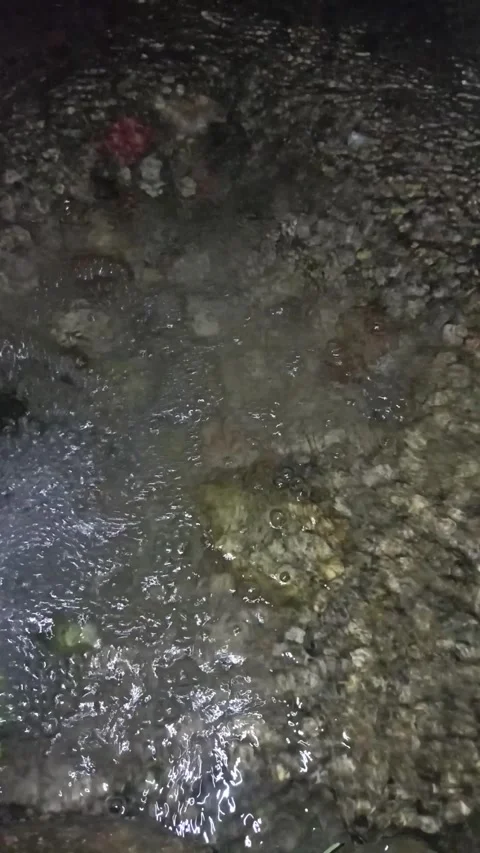 Wild pond turtle camouflaged in a stream bed at night Stock Footage 340900679