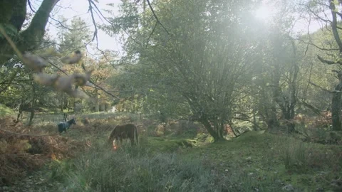 Wild ponies Stock Footage 203904970