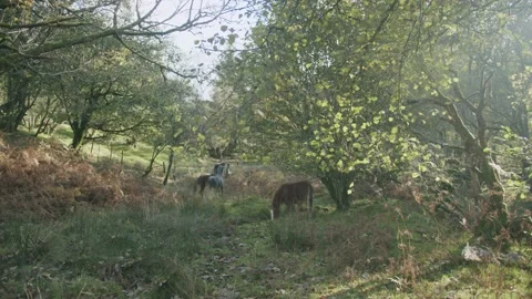 Wild Ponies Stock Footage 203905237