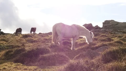 Wild ponies grazing, Dartmoor, Devon Stock Footage 72606465