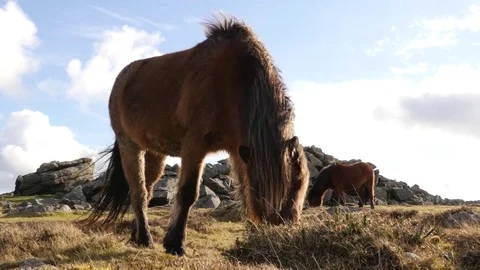 Wild ponies grazing on grass Stock Footage 72606327