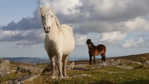 Wild ponies looking at camera Stock Footage 72606452