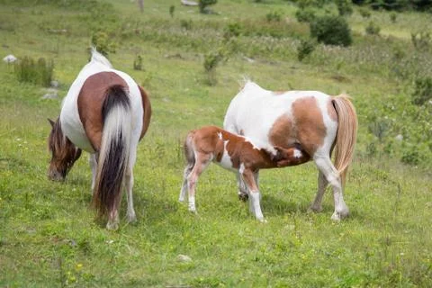 Wild ponies Fotos de archivo