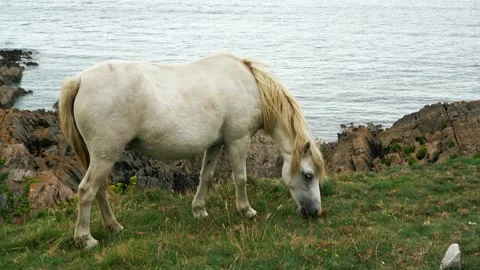 Wild Pony 2 Video stock 167704333