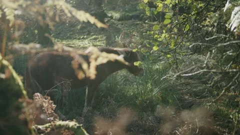 Wild pony eating Stock Footage 203902555