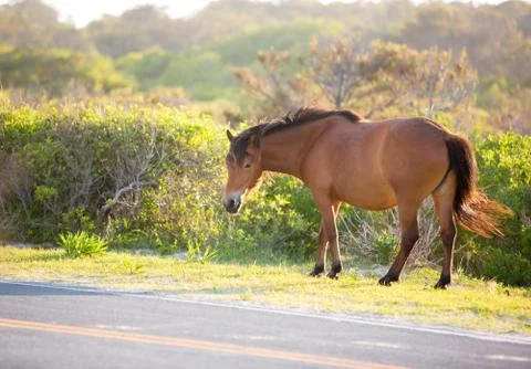 A wild pony (Equus caballus) next to a road at Assateague Island National Sea Stock Photos