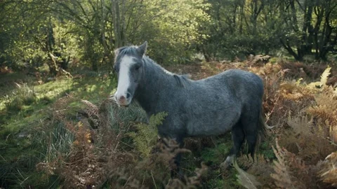 Wild Pony Stock Footage 203903602