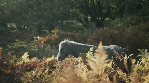 Wild pony Stock Footage 203903781