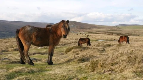 Wild pony gets startled Video stock 72606417