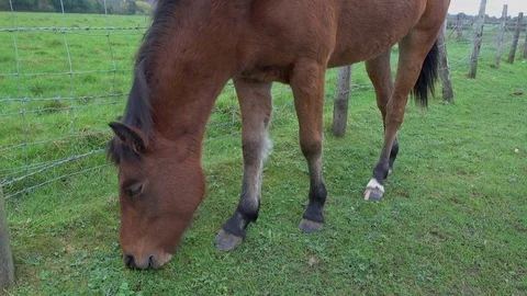 Wild pony grazing. Stock Footage 83265035