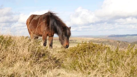 Wild pony grazing on grass Video stock 72606434