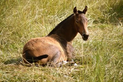 Wild Pony Stock Photos