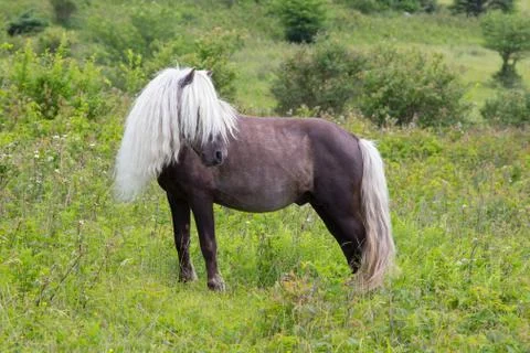 Wild pony Fotos de archivo