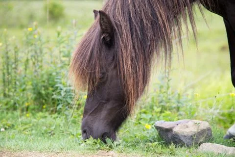 Wild pony Fotos de archivo