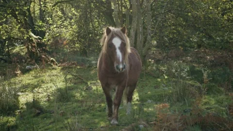 Wild pony walking Stock Footage 203902556